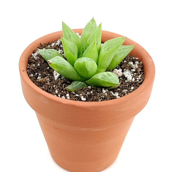 WINDOW HAWORTHIA plant fully rooted garden succulent - Picture 3 of 11